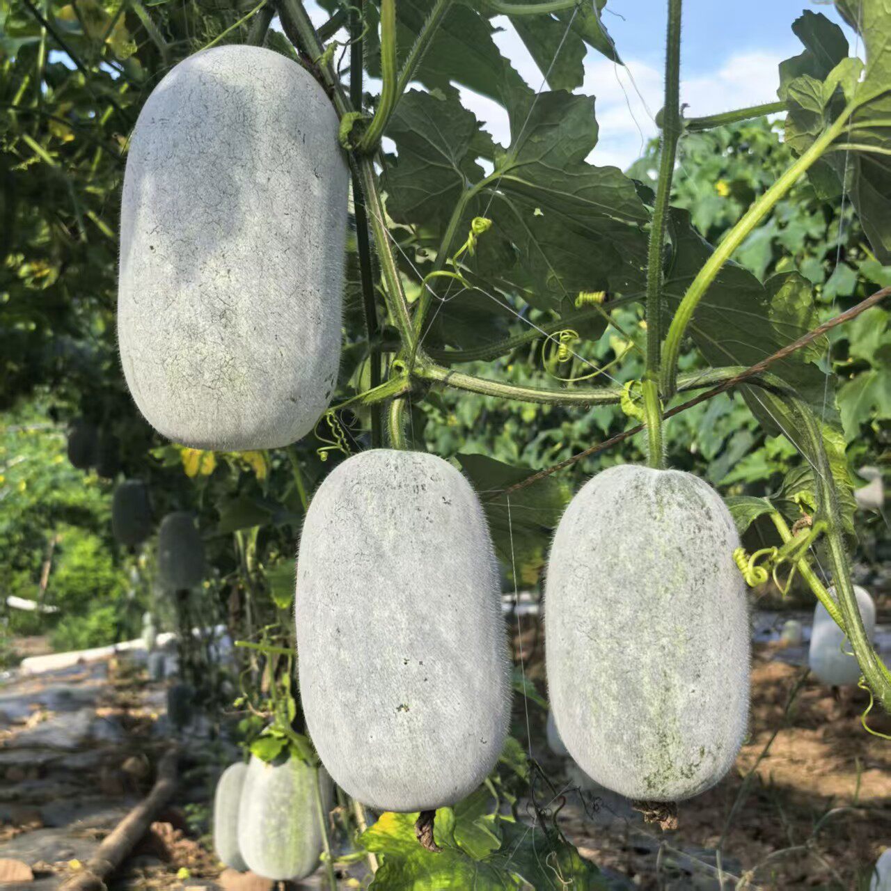 云南小香冬瓜挂霜小冬瓜毛节瓜可生吃的水果冬瓜新鲜蔬菜