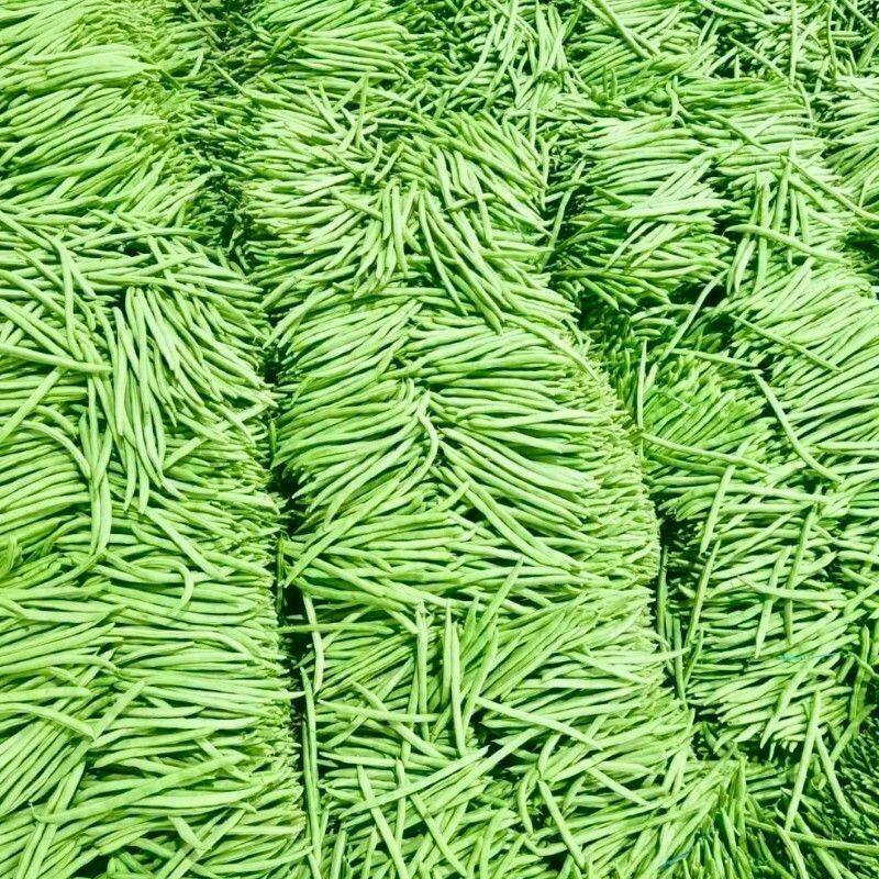 新鲜四季豆