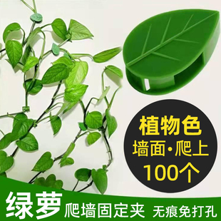 绿萝夹子藤蔓爬藤固定器植物爬上神器夹卡攀爬绿植盘藤挂钩吸盘扣