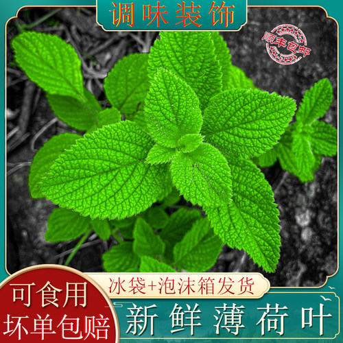 新鲜可食用薄荷叶盘栽清凉饮料