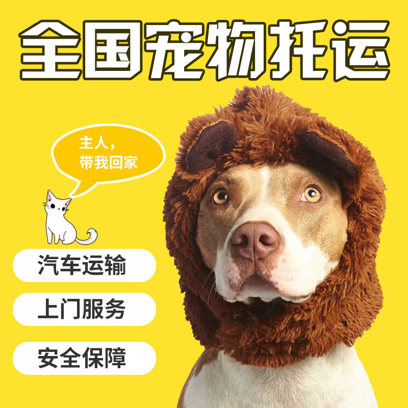 太原 阳泉 石家庄宠物运输 全宠物托运