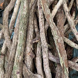 野生新鲜海风藤野生鲜货现砍现发纯天然野生天然新鲜海风藤关节
