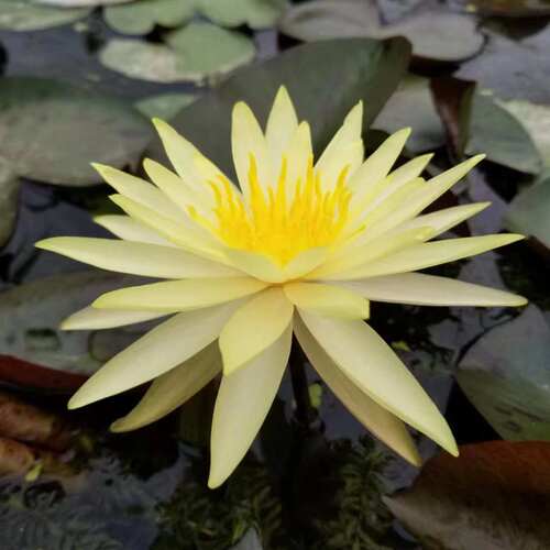 带花苞睡莲水生花卉赏馨莲苑