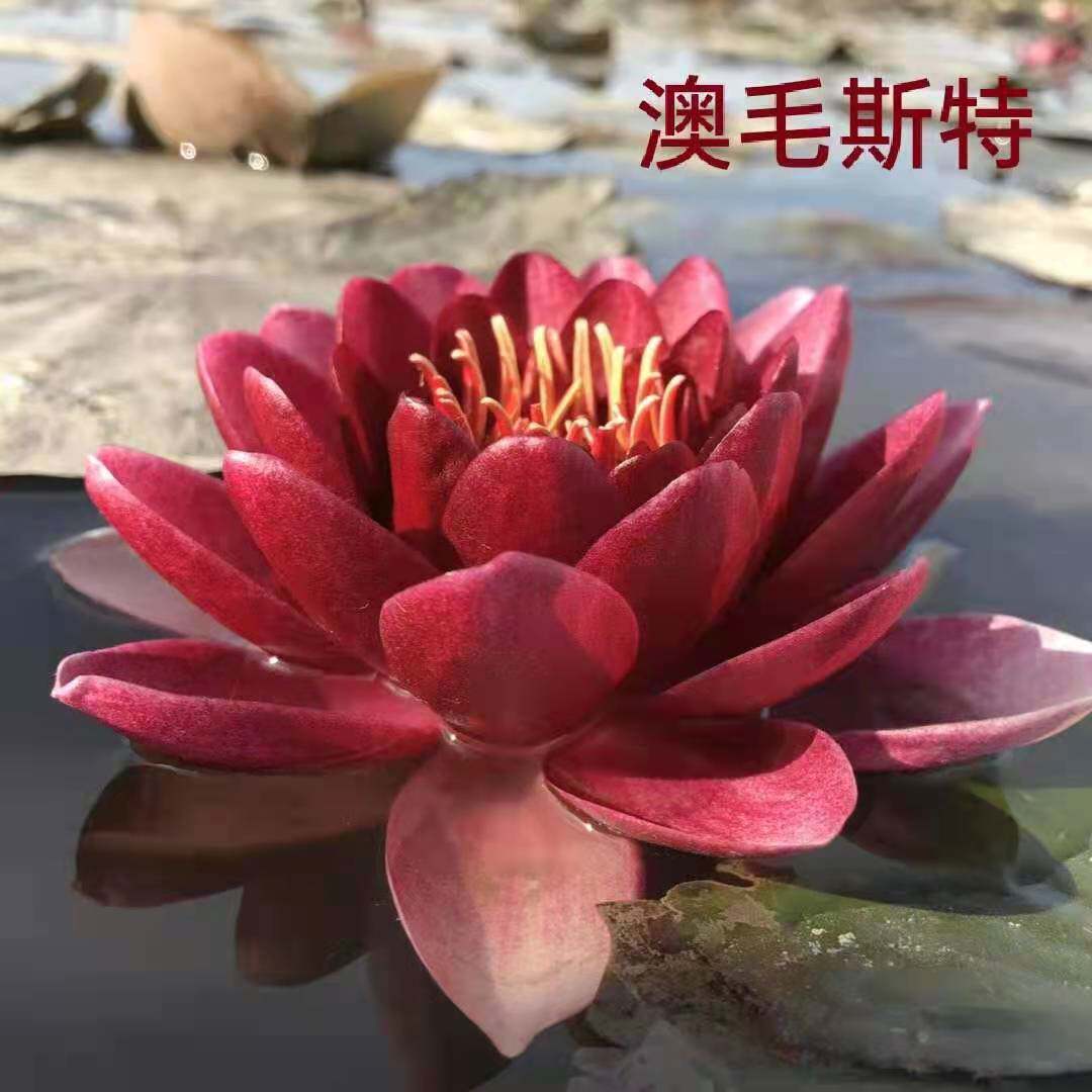 澳毛斯特深红色耐寒睡莲大花品种大睡莲带花苞水池水生花卉