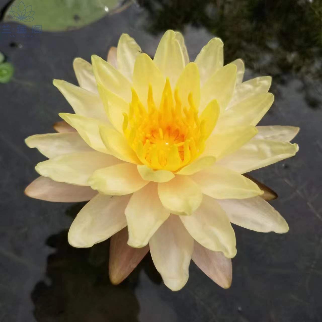 【乌汶】中大型 耐寒睡莲 橙黄色 水生花卉