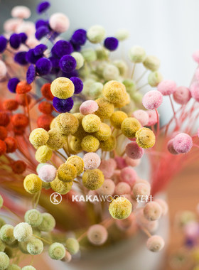进口天然彩色自然干燥花