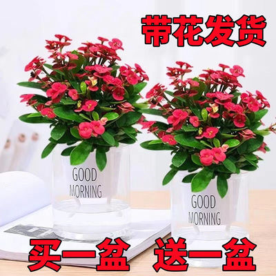 四季开花室内阳台好养花卉绿植盆栽植物虎刺梅铁海棠