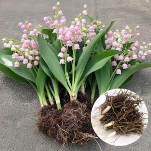 铃兰花苗带芽带根盆栽植物种球进口耐寒室内外花卉绿植四季开花3