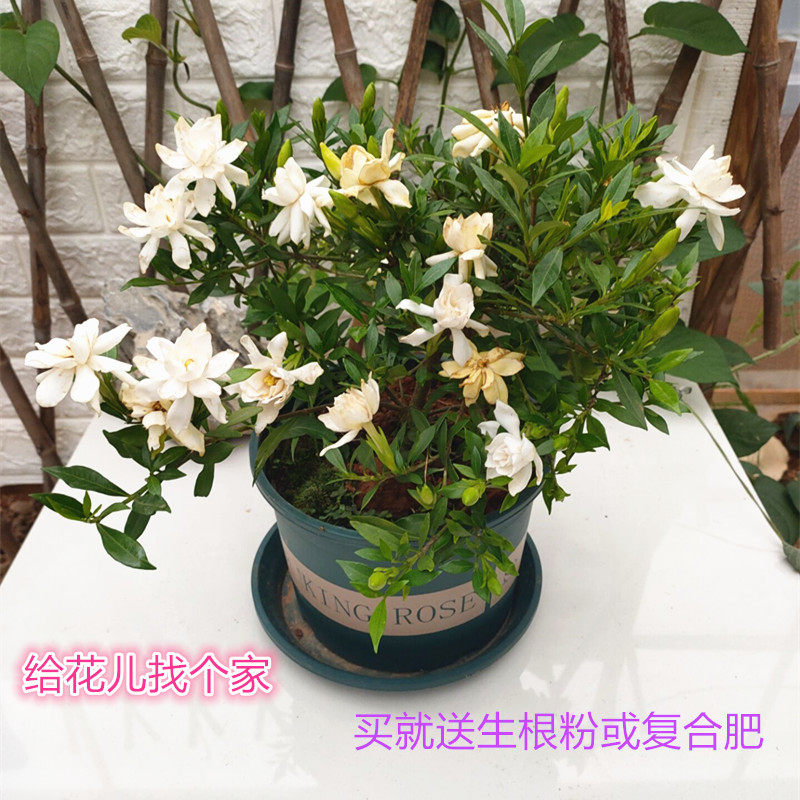 小叶栀子花盆栽四季常青室内阳台庭院九里香浓香型牡丹大叶栀子花,鲜花速递/花卉仿真/绿植园艺,时令草本花卉,淘宝优惠券,粉丝福利购,淘宝优惠卷