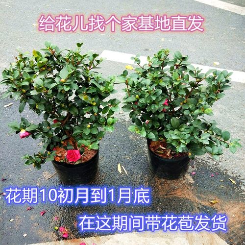 名贵重瓣树苗四季户外山茶花包邮