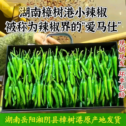 新鲜正宗樟树港现摘薄皮辣椒顺丰