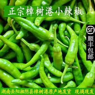 正宗湖南樟树港辣椒本地特产农家现摘新鲜薄皮湘阴樟树港辣椒下饭