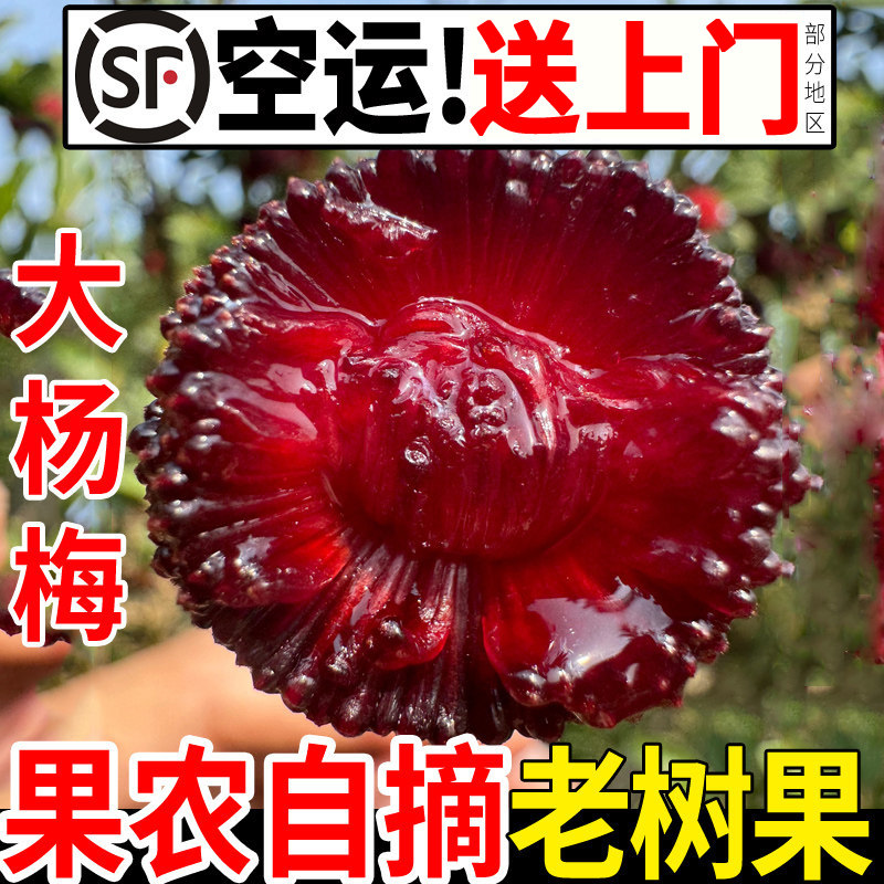 精品浮宫杨梅鲜果新鲜摘酸甜大当季整箱5斤净果3斤水果顺丰礼盒装