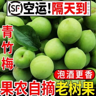 诏安正宗新鲜青梅果现摘鲜果泡酒专用酸梅子水果高山野生老树大果