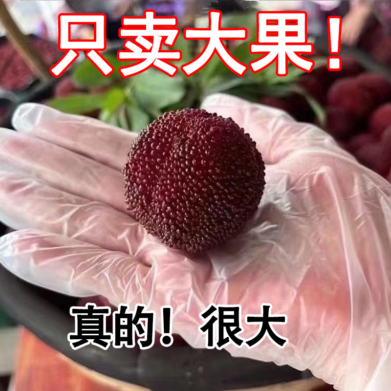 【贡品级大果3】正宗仙居东魁大杨梅新鲜水果当季礼盒浙江特产