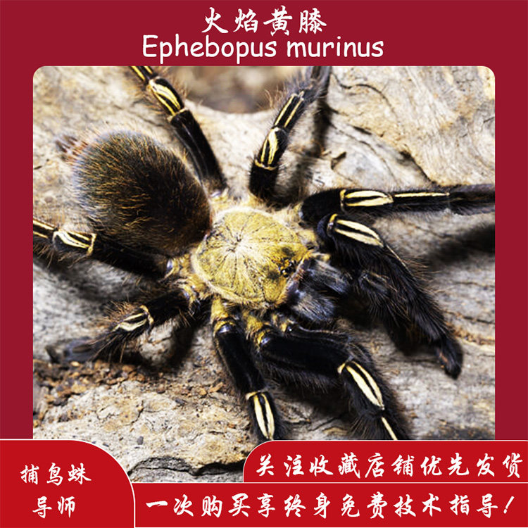 【爬宠爬不尽】火焰黄膝捕鸟蛛收藏级稀有捕鸟蛛
