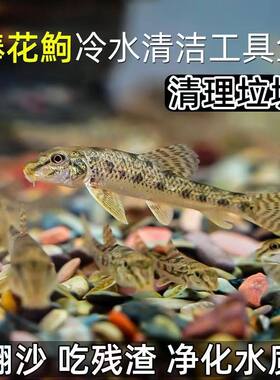 原生冷水观赏棒花鱼活体清洁鱼小型工具鱼中华鼠鱼底层吃藻吃屎粪
