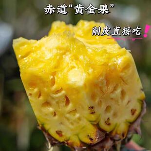 新鲜现摘海南金钻凤梨新鲜水果8斤现货发手撕凤梨无眼树上熟整箱