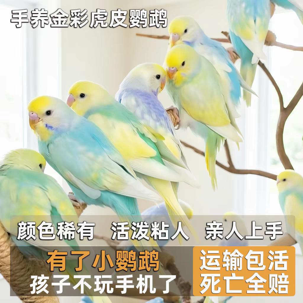 特色金彩虎皮鹦鹉健康活泼养殖场直发特色金彩可说话，观赏极高图片