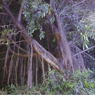 新鲜现割自然小叶榕树须中药材半天吊榕须吊风根布景装饰日晒干货