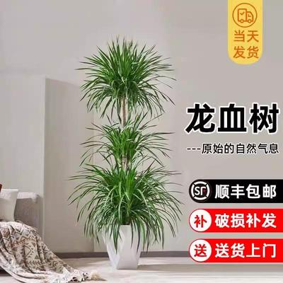龙血树客厅绿植盆栽多头龙须树铁黑珍珠大型绿植室内落地老桩树苗