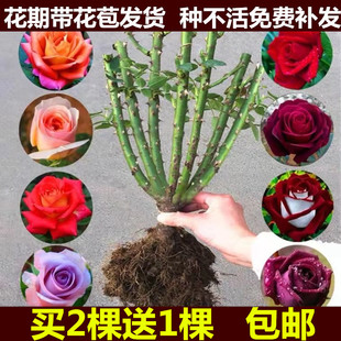 买2送1玫瑰花苗四季开花室内阳台盆栽花卉观花绿植物老桩月季花苗
