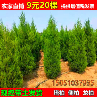 柏树苗塔柏松柏扁柏侧柏苗圆柏龙柏苗宝塔松扫墓松树绿化苗四季青