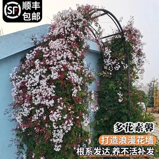 多花素馨盆栽带花苗多年生藤本攀援爬藤观花植物浓香四季开花机器