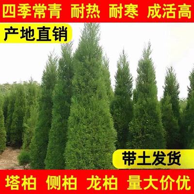 熏腊肉侧柏苗扁柏苗四季常青耐寒