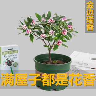 金边瑞香盆栽大小苗室内浓香型盆景植物花卉冬季观赏瑞香老桩带花