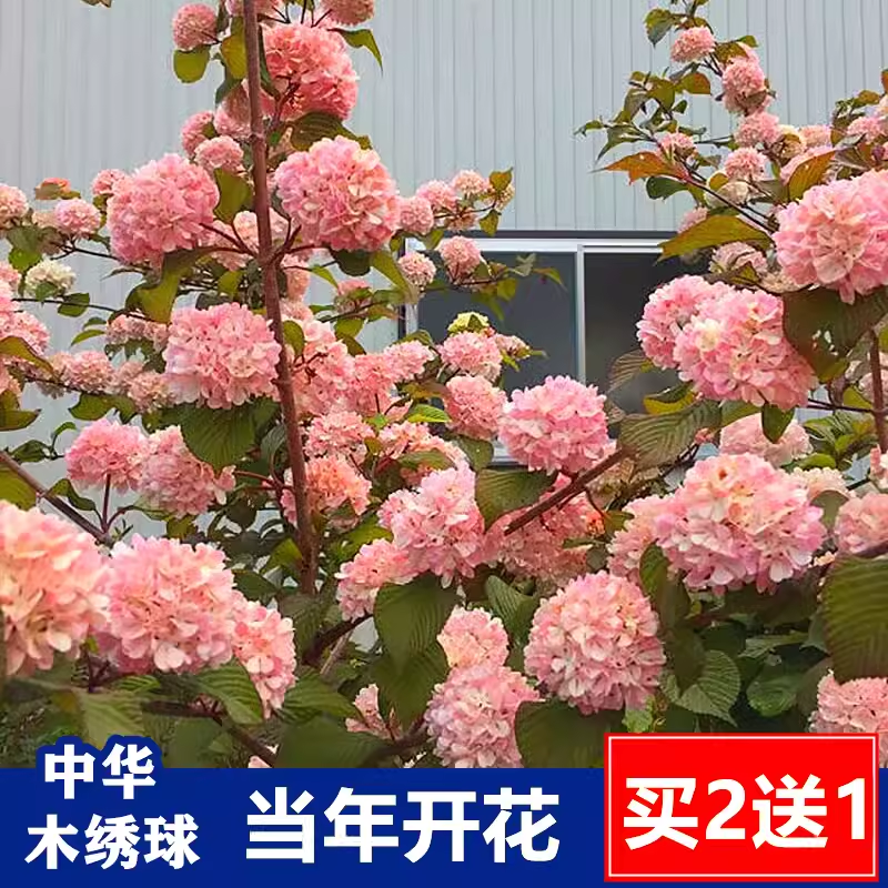 中华木绣球苗粉色大花斗球别墅庭院地栽欧洲木绣球盆栽花卉风景树