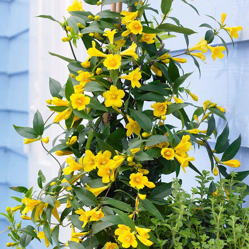 法国香水茉莉藤盆栽花卉室内带花茉莉花