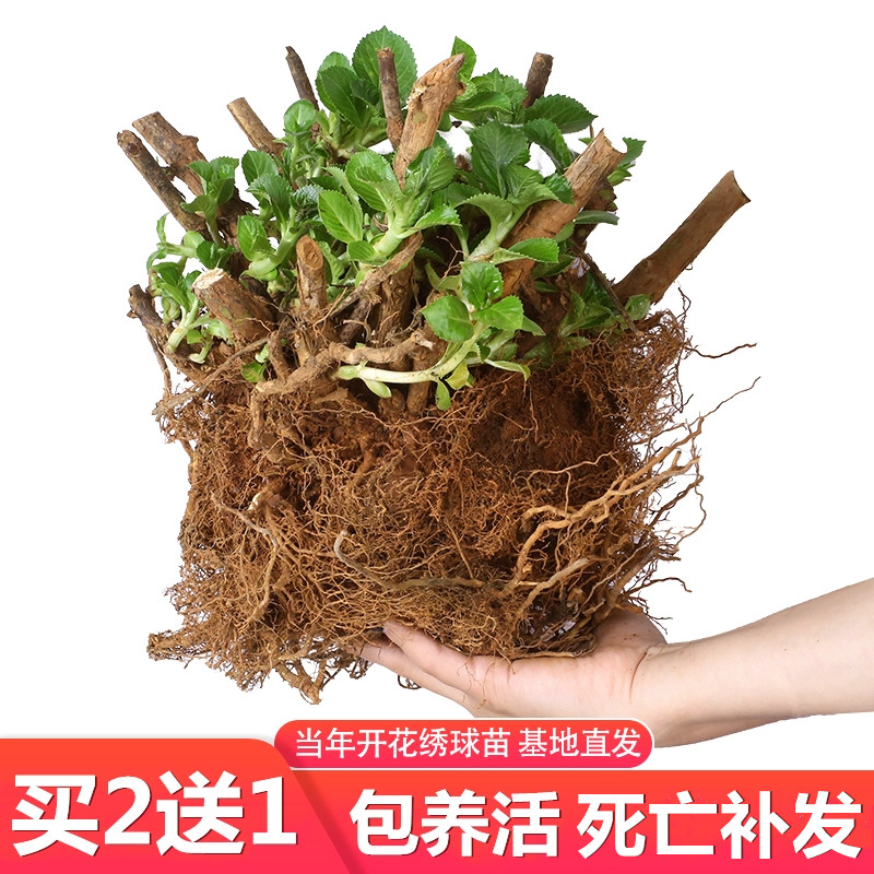 无尽夏绣球老桩盆栽花苗