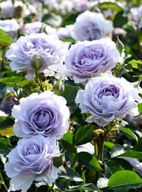 超新品霁色玫瑰月季花苗蓝紫色耐寒耐热浓香抗病勤花庭院阳台植物