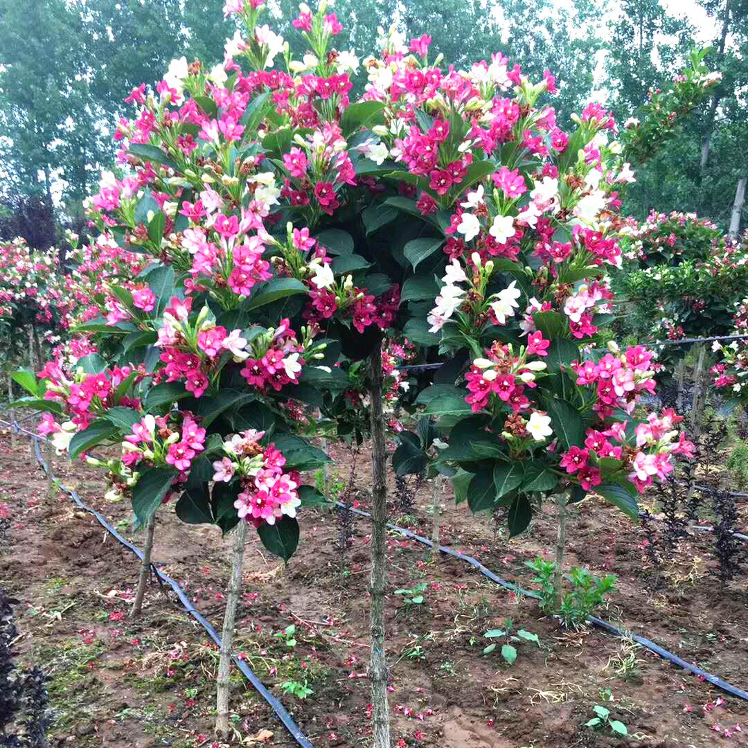 五彩锦带花树红王子锦带花苗别墅庭院大型风景树五彩锦带树苗花卉
