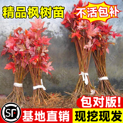 红枫树苗四季红舞姬小苗别墅盆景盆栽庭院耐寒室外红叶工程绿化苗