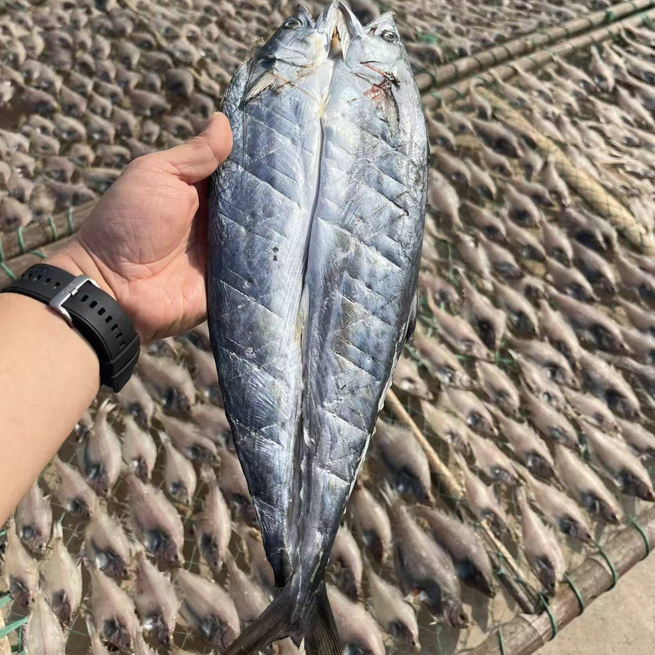 威海特产一卤鲜甜晒鲅鱼干尖嘴燕尾鲅鱼蓝点马鲛鱼淡干不咸5成干,水产肉类/新鲜蔬果/熟食,鱼干,淘宝优惠券,粉丝福利购,淘宝优惠卷