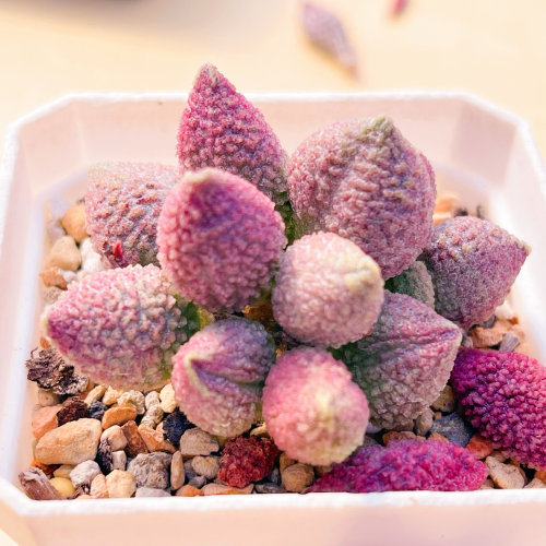 西施水泡 实生 多肉植物 天锦章 奇趣 叶片 叶插苗 一物一拍