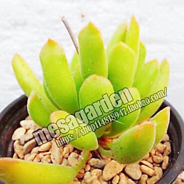 山海水泡多肉 哈默水泡 稀有 Adromischus cristatus spec PA030