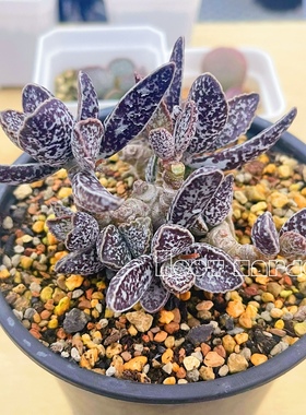 白孔雀水泡 多肉植物 天锦章 奇趣 叶片 叶插苗 一物一拍