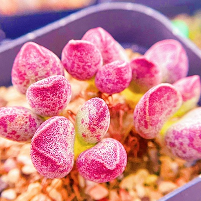 av水泡 多肉植物 叶片 叶插苗 一物一拍
