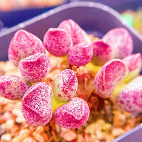 av水泡 多肉植物 叶片 叶插苗 一物一拍
