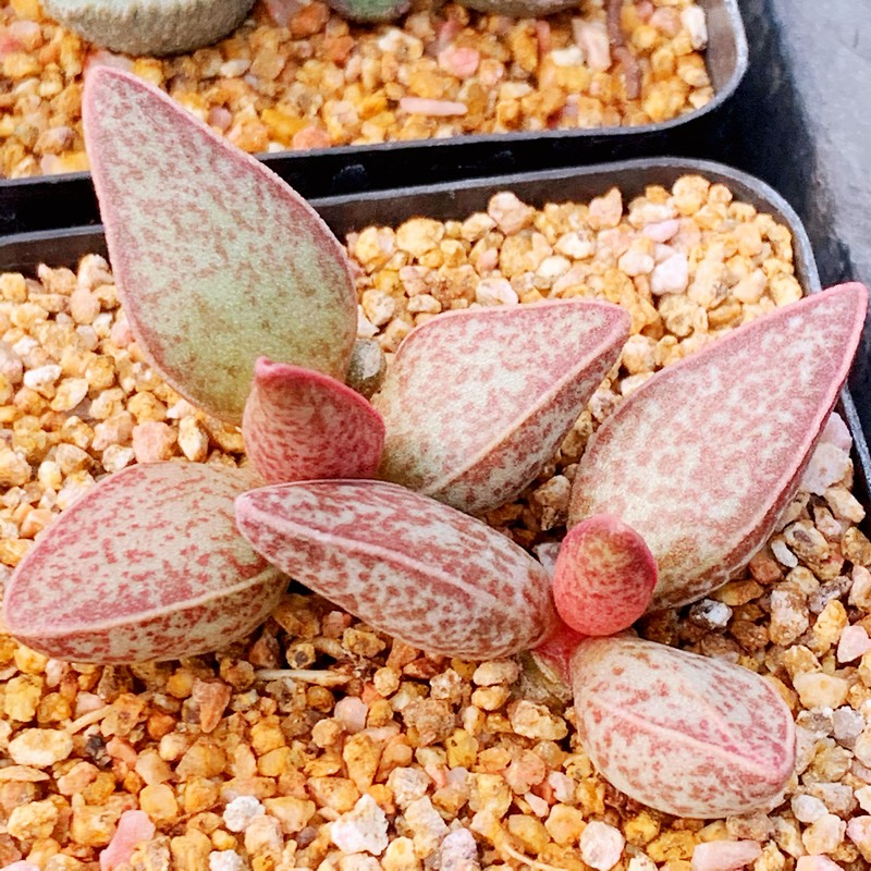 园艺种红太平水泡多肉品种