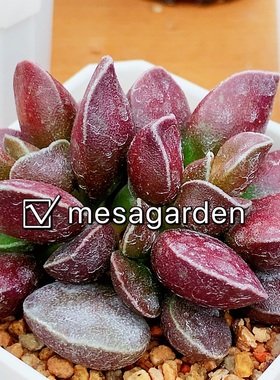 黑马丁水泡 多肉 叶片 叶插苗 黑马丁水泡多肉植物 一物一拍