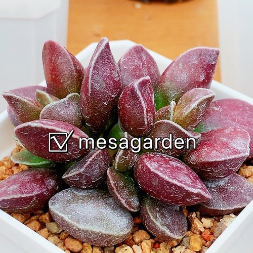 马丁水泡多肉叶片叶插苗一物一拍