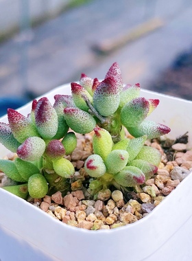 小红嘴水泡多肉 叶片 进口 哈默 小红嘴水泡多肉植物 一物一拍