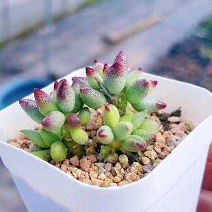 小红嘴水泡多肉 叶片 进口 哈默 小红嘴水泡多肉植物 一物一拍