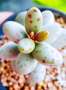 恐龙蛋水泡多肉 恐龙蛋水泡 叶片 叶插苗 稀有水泡 贵货水泡 正版