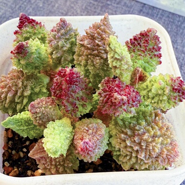 芙蓉水泡 实生 多肉植物 天锦章 奇趣 叶片 叶插苗 一物一拍