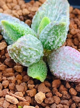 七彩仙女水泡多肉 叶片 叶插苗 一物一拍园艺天锦章植物 净化空气